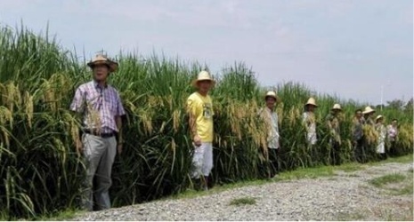 农业|智谷巨型稻：绿色生态之稻，禾下经济之道