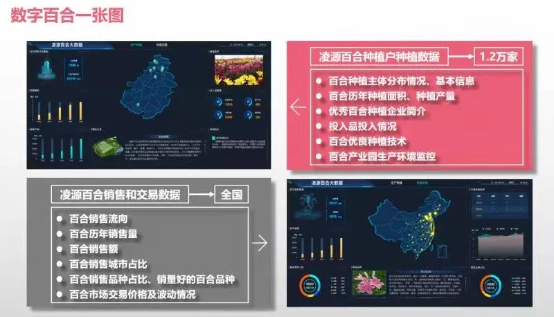 花开成海 数字赋能 第三届中国凌源百合节举办 辽宁党建网