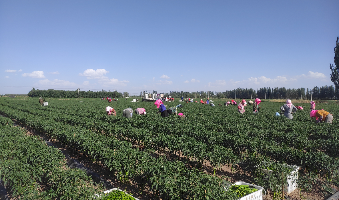 在立岗镇兰光村线椒种植基地里,到处是村民们在忙碌采摘辣椒,打包,装