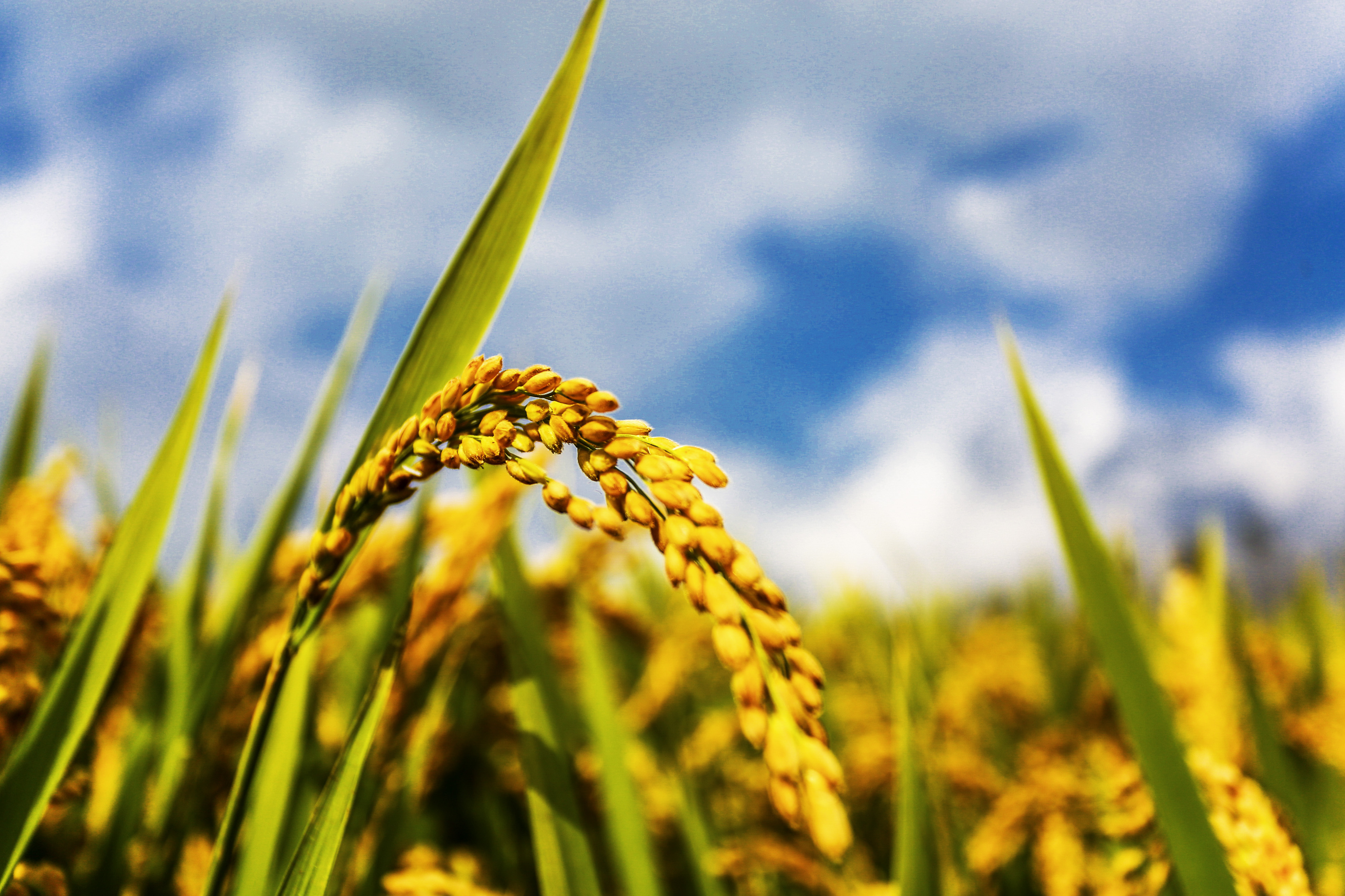 一片金色的稻穗图图片