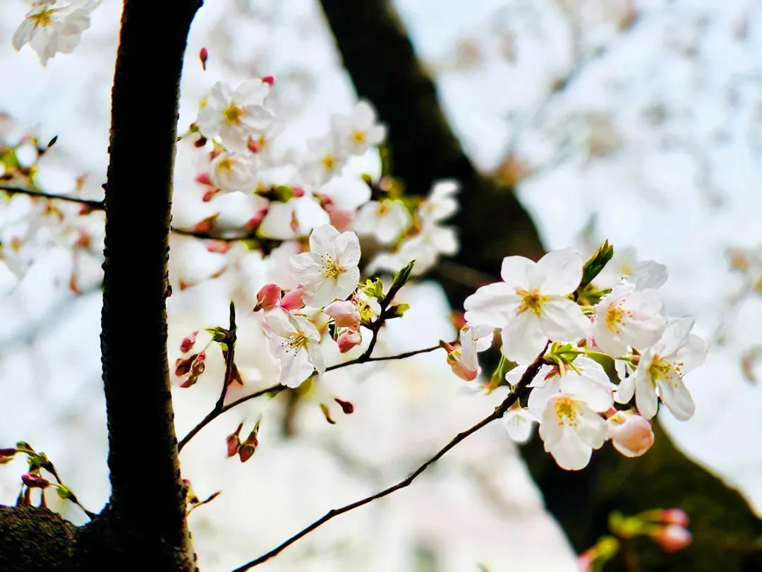 等了一年的“浪漫樱花季” 即将在宝山街头绚烂绽放_图片集锦_上海市宝山区人民政府