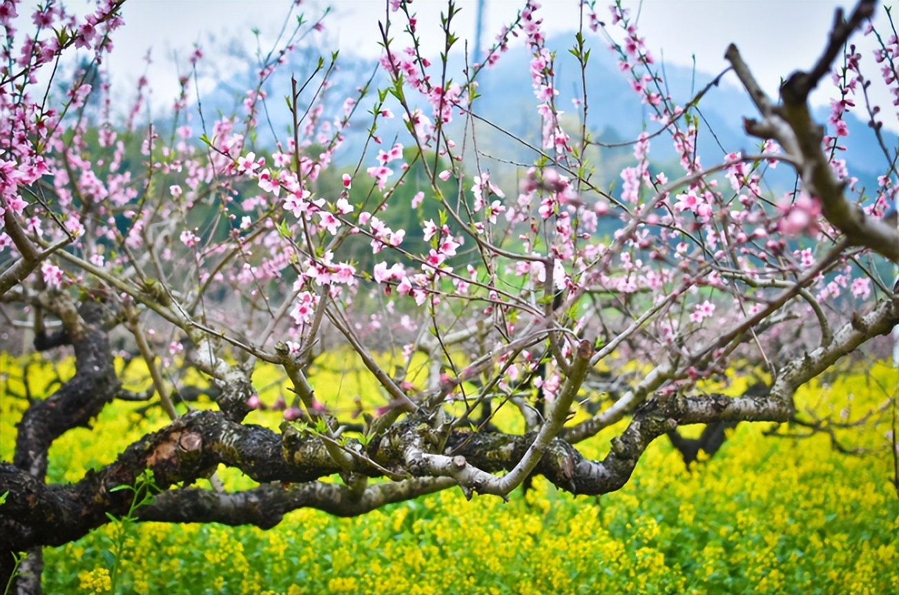 一年最好暮春時古詩詞裡的暮春時節春光最盛時莫負好時光