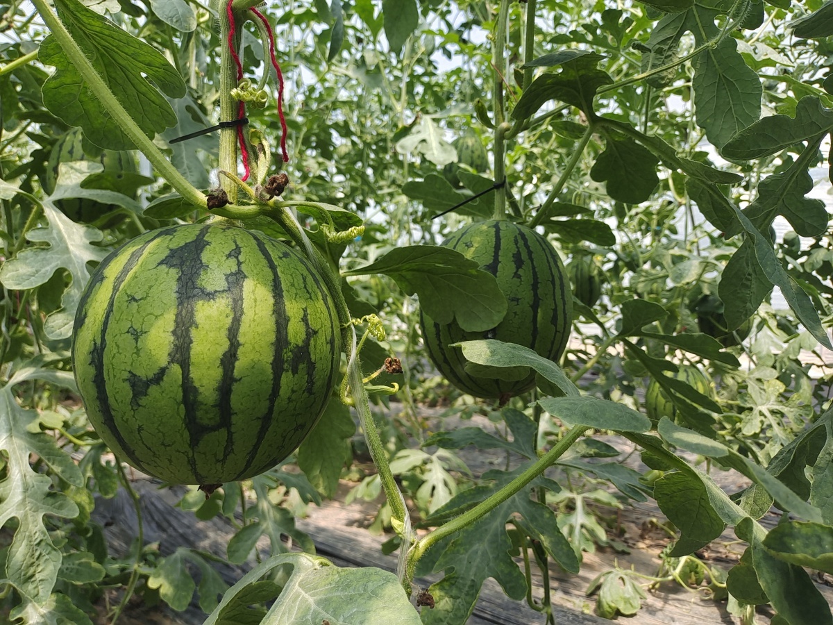 东西南北瓜都是什么瓜立夏后小编带你来场真吃瓜盛宴