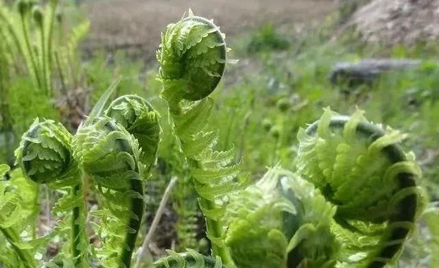 甘肃陇南特色野菜大全图片