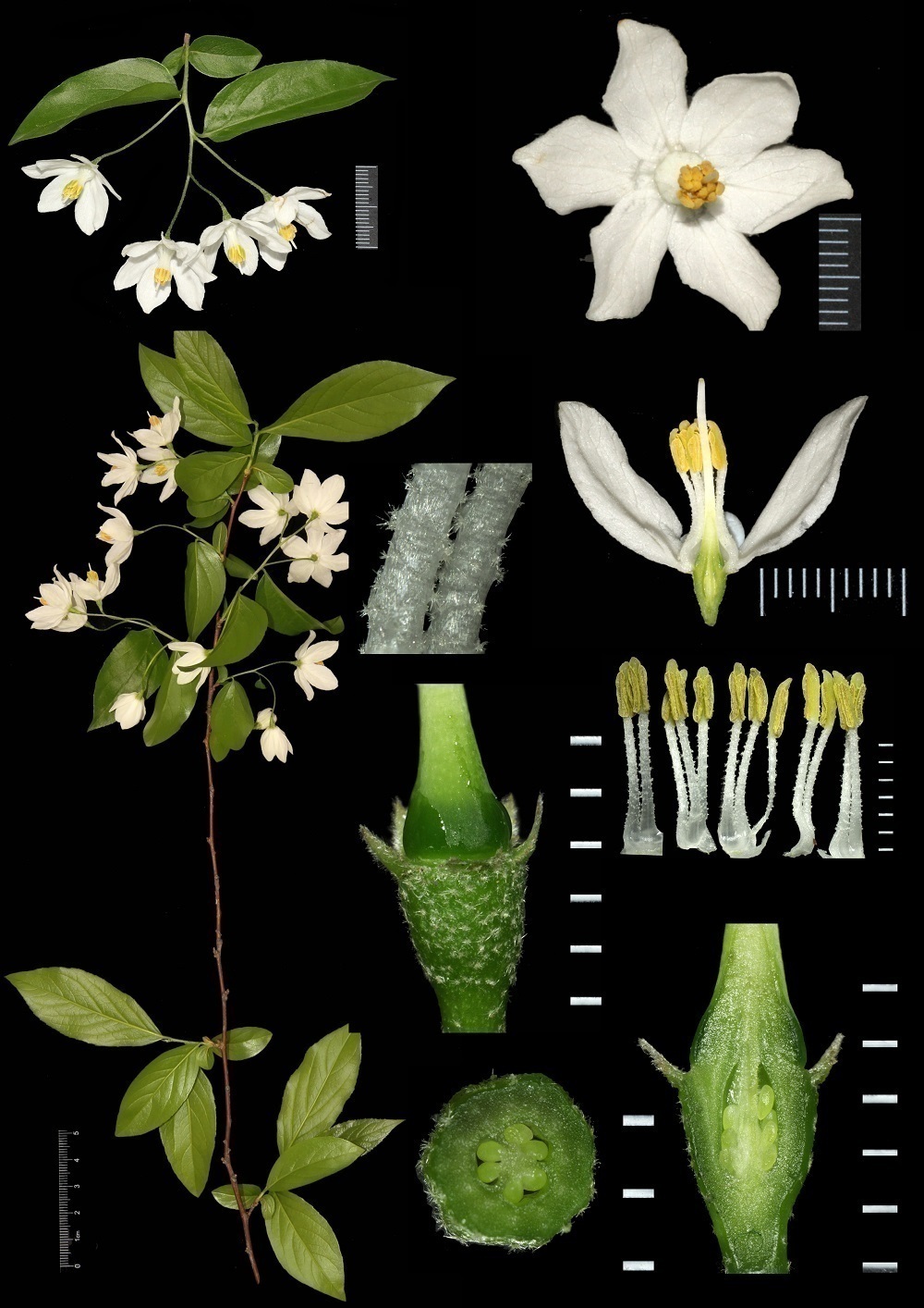 原来花朵的鲜丽也可以用花程式的理性来表达,不同植物的种子也各不