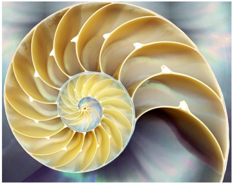 海螺壳的结构作为生命现象基础物质的蛋白质,在参与生命体的整个过程