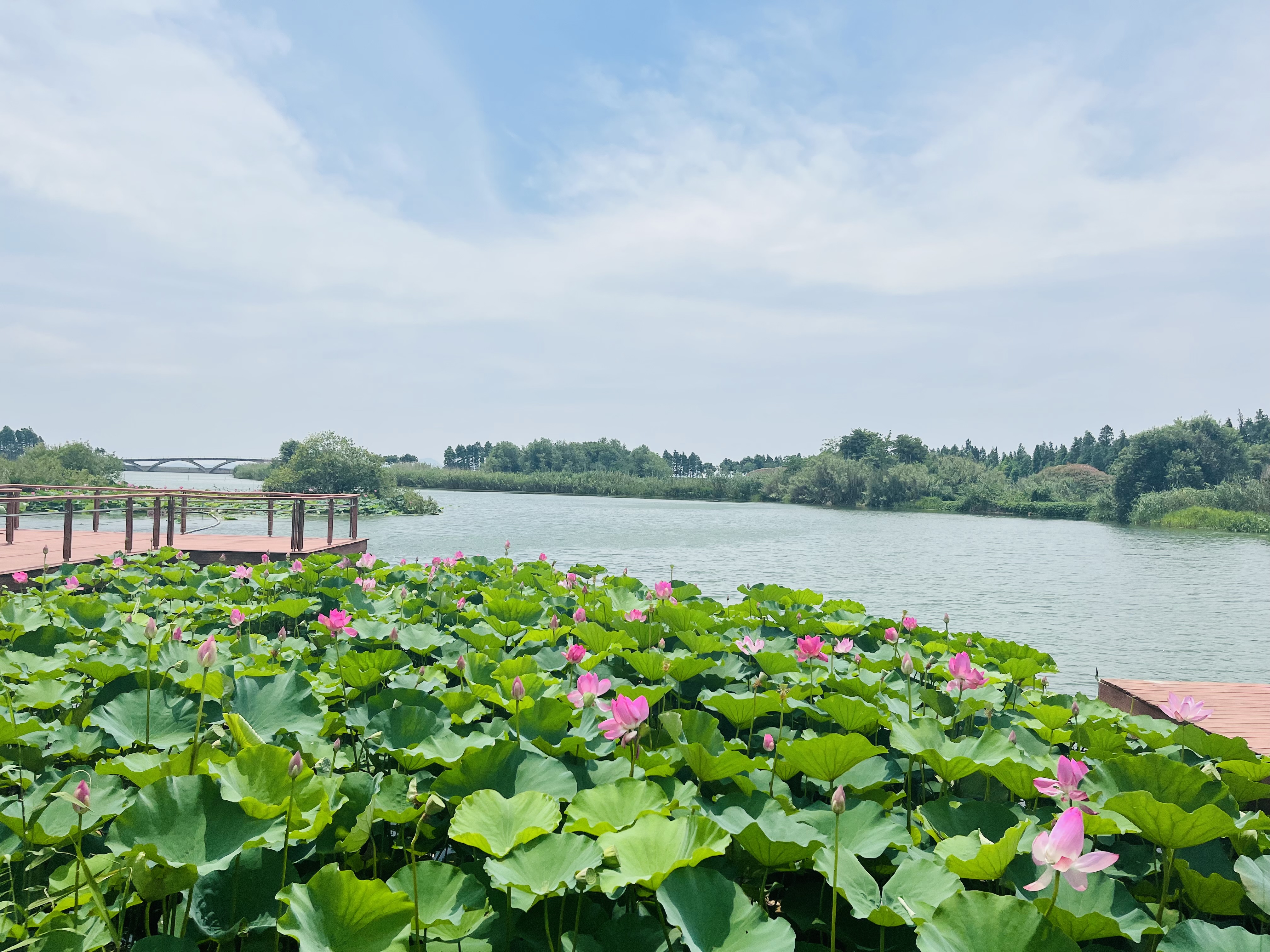 江阴南闸湿地公园图片