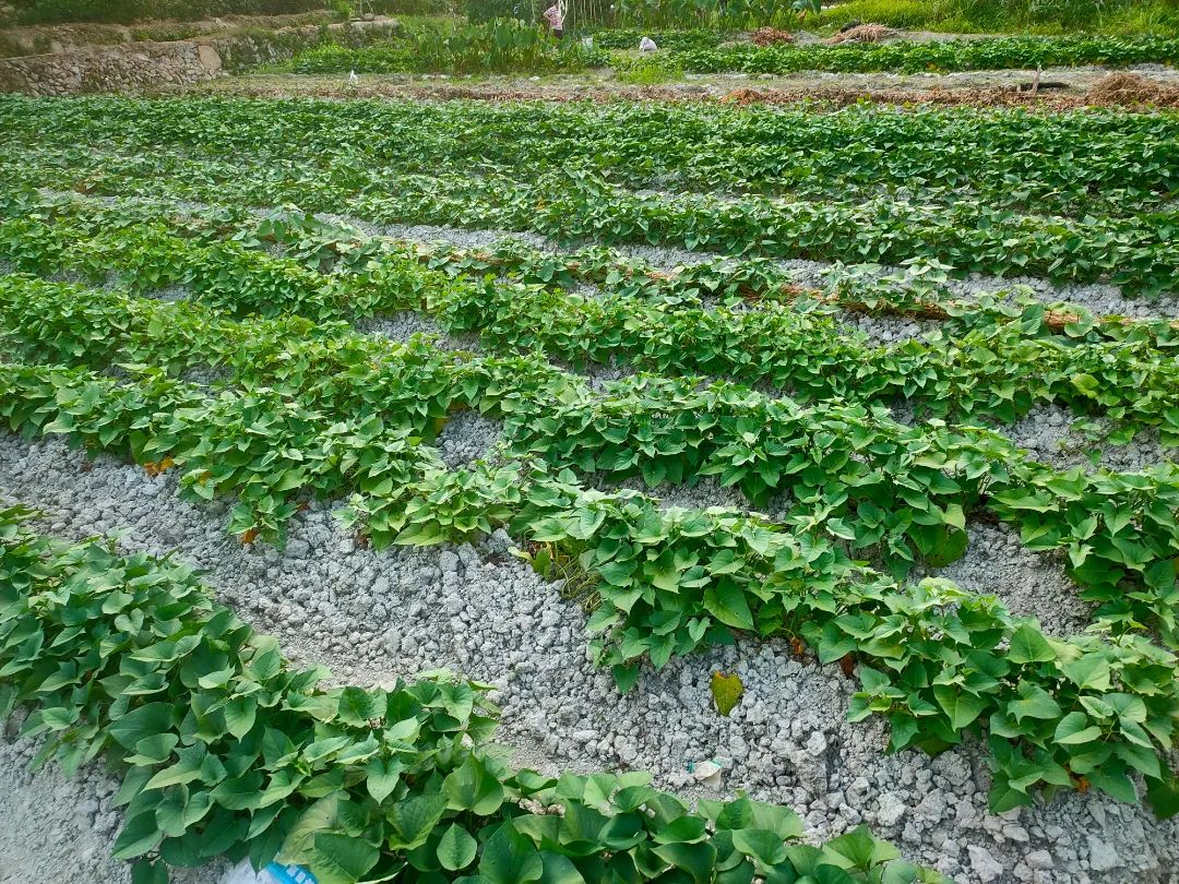 福建诏安发展红薯种植开辟甜蜜致富路