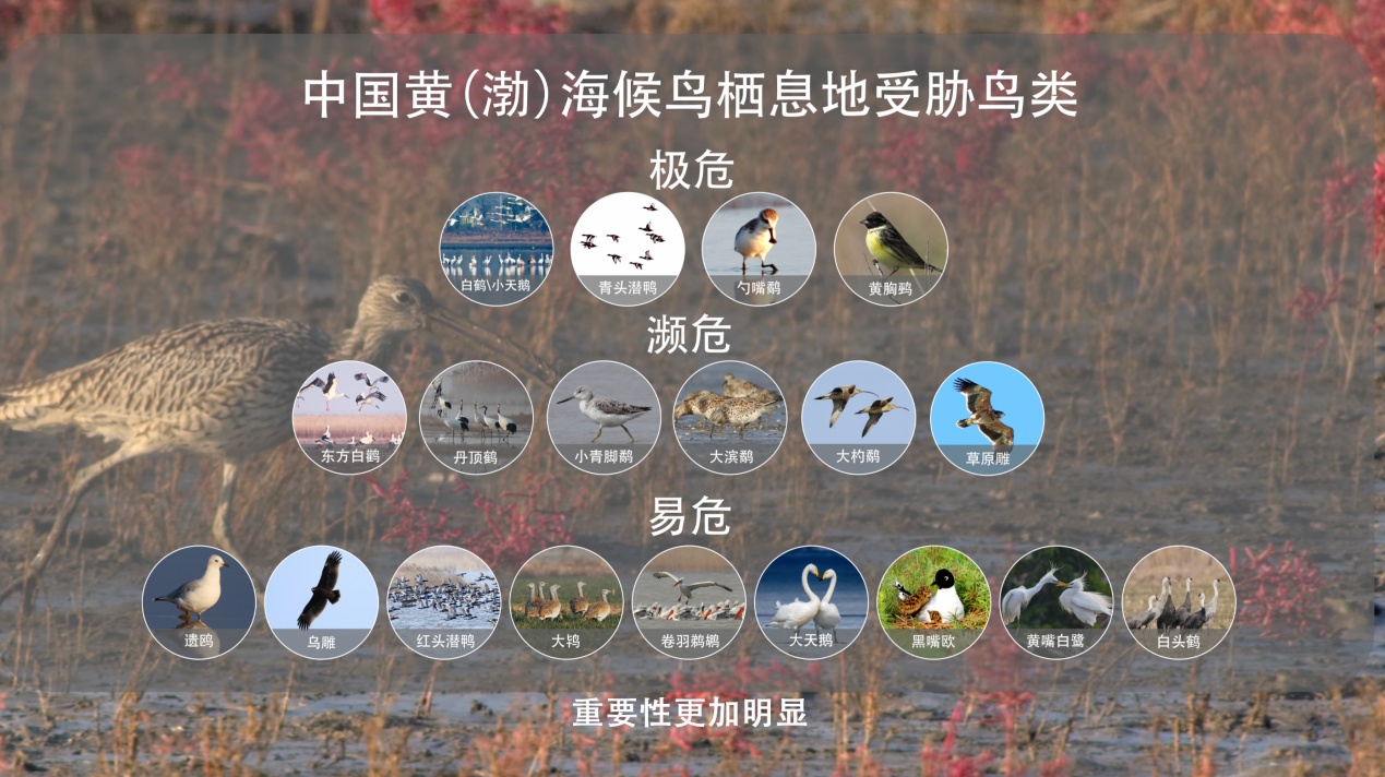 中国黄（渤）海：候鸟栖息家园