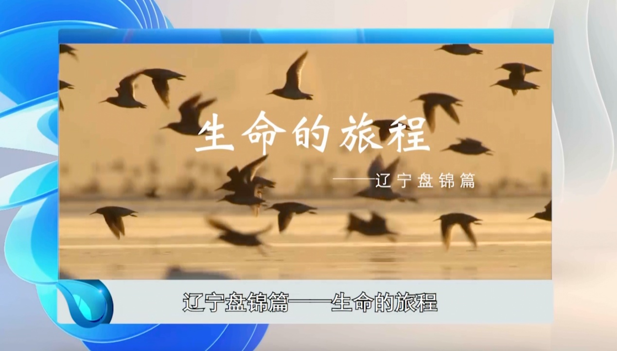 中国黄（渤）海：候鸟栖息家园