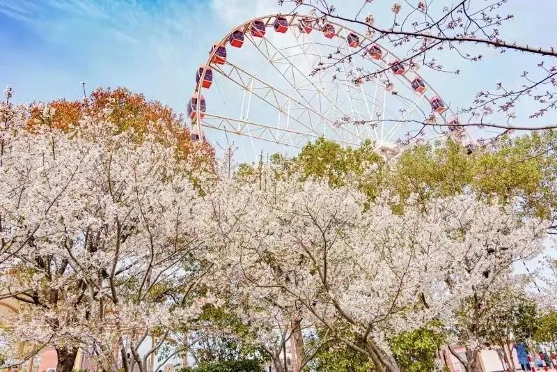 The 2023 Shanghai Cherry Blossom Festival Kicked Off On March 15_Photo ...